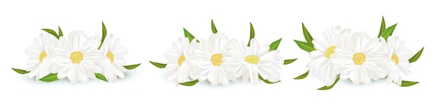 Chamomile isolated on white background Delicate flower chamomile Fresh bunch chamomile Vector