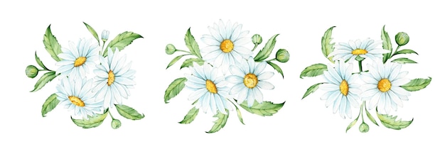 Vector chamomile leaves watercolor drawing on an isolated background set bouquets