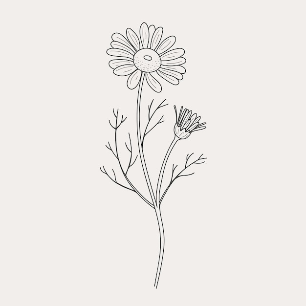 Chamomile for the logo trendy botanical elements