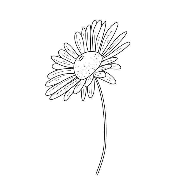 Vector chamomile for the logo trendy botanical elements