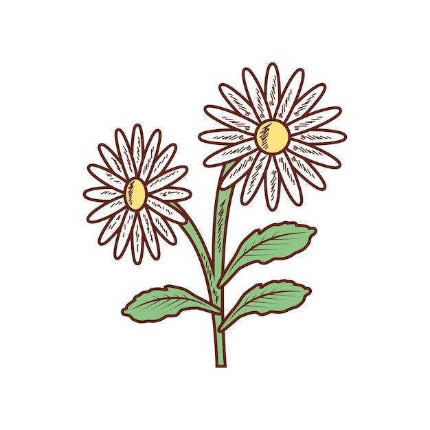 chamomile medicinal herb icon isolated