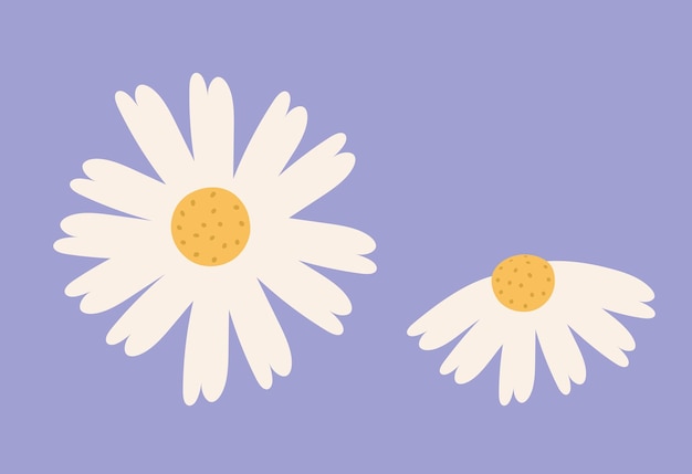 Vector chamomile set in isolation hand-drawn. cute blooming flowers, floral design elements for decoration