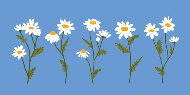 Chamomile set vector illustration collection of white summer daisy flowers inflorescences buds