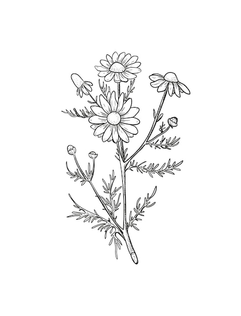 Chamomile sketch botanical engraved chamomilla medicinal plant illustration