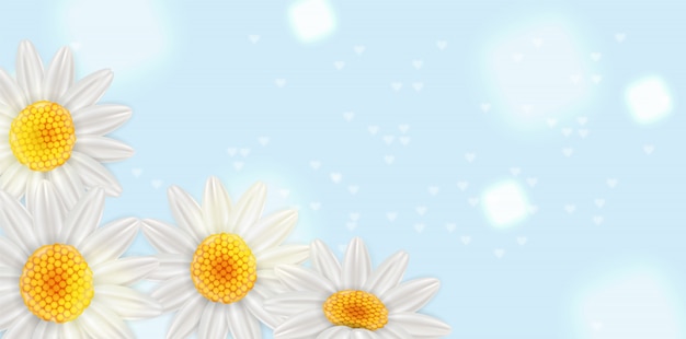 Vector chamomile summer background