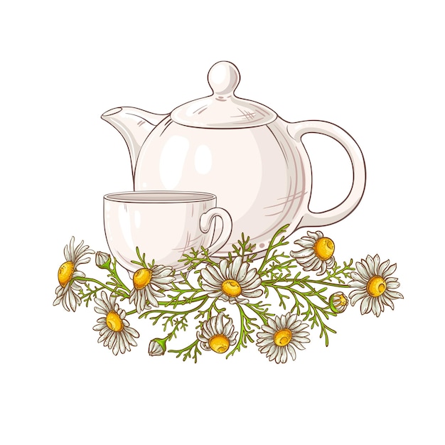 Vector chamomile tea in teapot illustration on white background