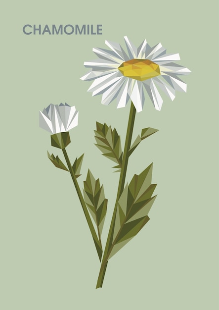 CHAMOMILE