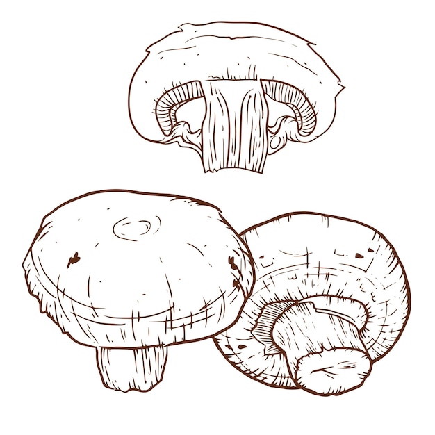 Champignon hand drawn illustration