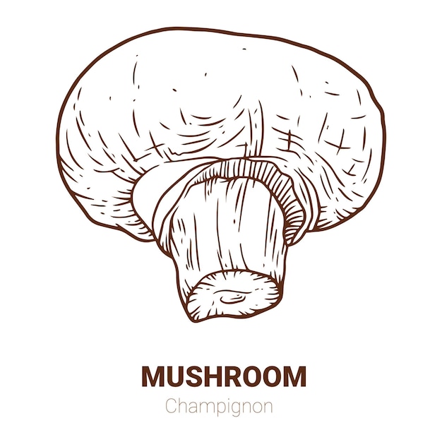 Champignon hand drawn illustration