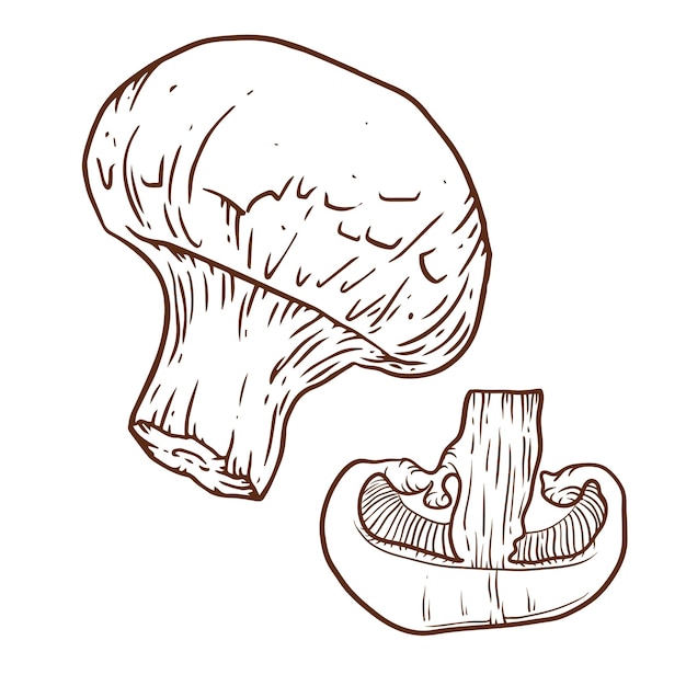 Champignon hand drawn illustration