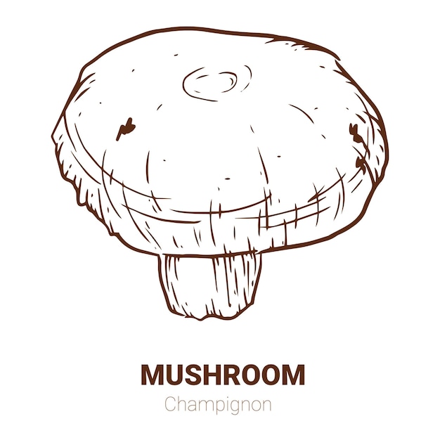 Champignon hand drawn vector illustration Sketch mushroom drawing isolated on white background