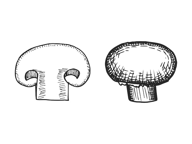 Champignon mushroom sketch vector illustration