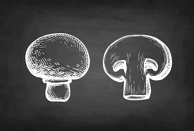 Vector champignon mushrooms chalk sketch