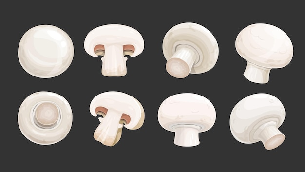 Vector champignon mushrooms food cooking fungi set