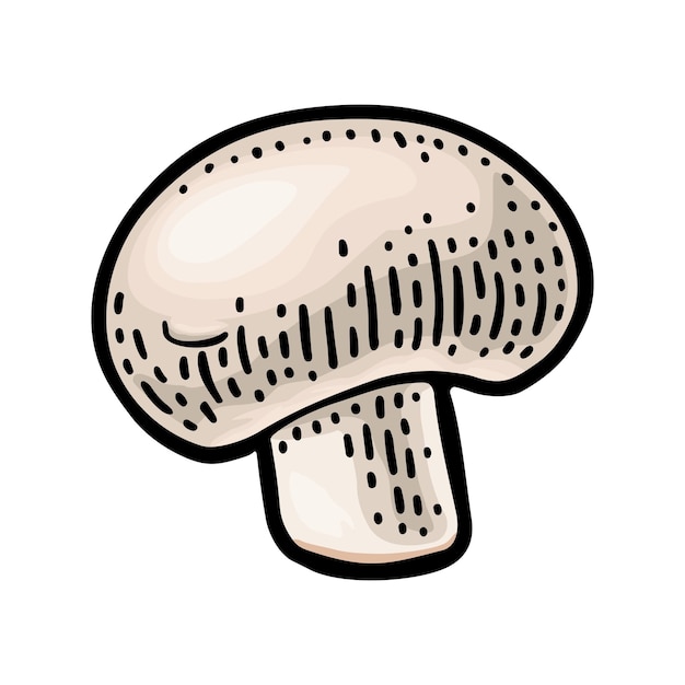 Champignon vintage color vector engraving illustration on white