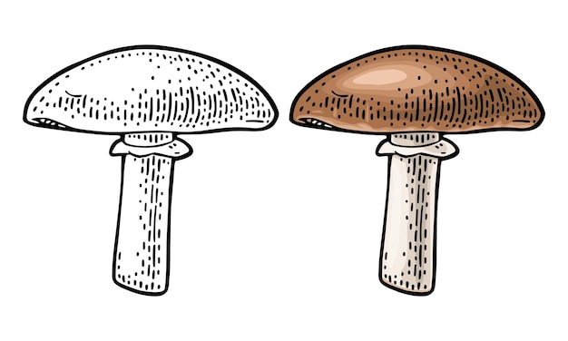 Vector champignon vintage color vector engraving illustration on white