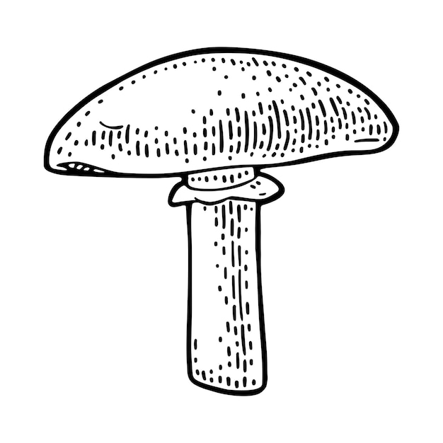 Illustrazione di incisione vettoriale monocromatica di champignon vintage