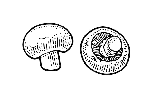 Illustrazione di incisione vettoriale monocromatica champignon vintage