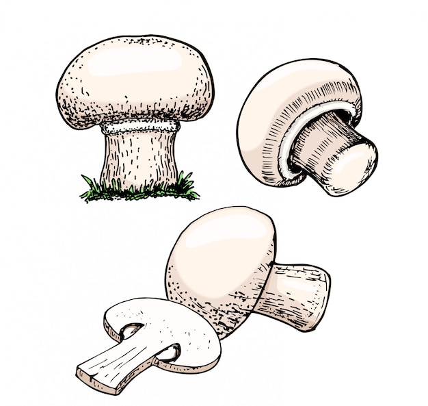 champignons