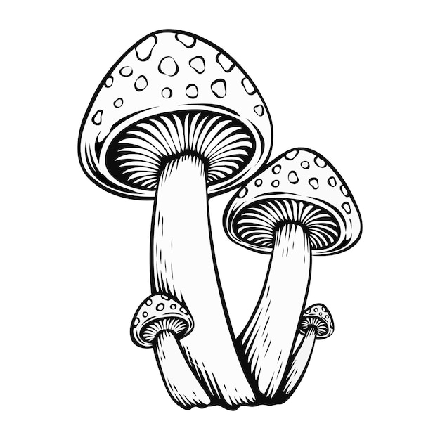 Vector champignonsblak en witte paddenstoelvlieg agarische witte paddestoel familie van paddenstoelen geïsoleerd