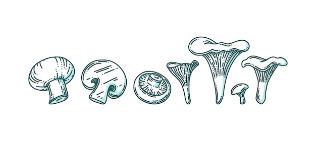 Chanterelle and champignon mushrooms in doodle style with shadow