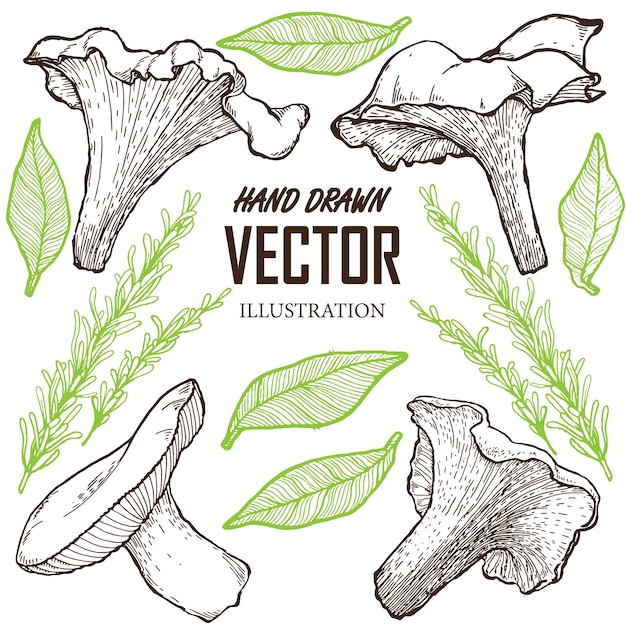 Chanterelle mushroom hand drawn vector illustration. Sketch food drawing