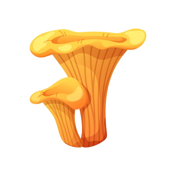 Vector chanterelle mushroom on white background edible forest mushroom vector icon