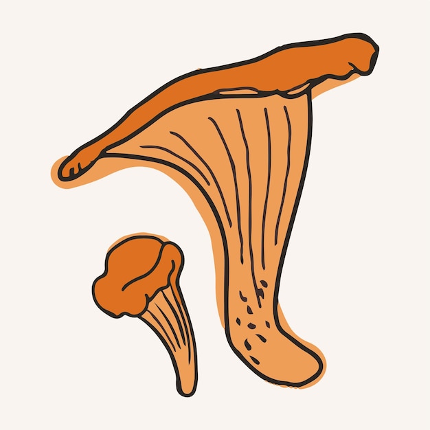 Chanterelle mushrooms vector illustration Hand drawn art of edible mushrooms