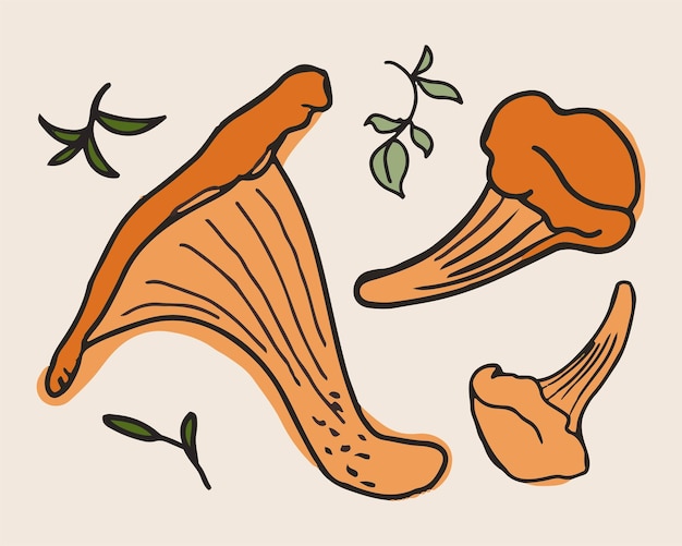 Vector chanterelle mushrooms with herbs vector illustration hand drawn art of edible mushrooms