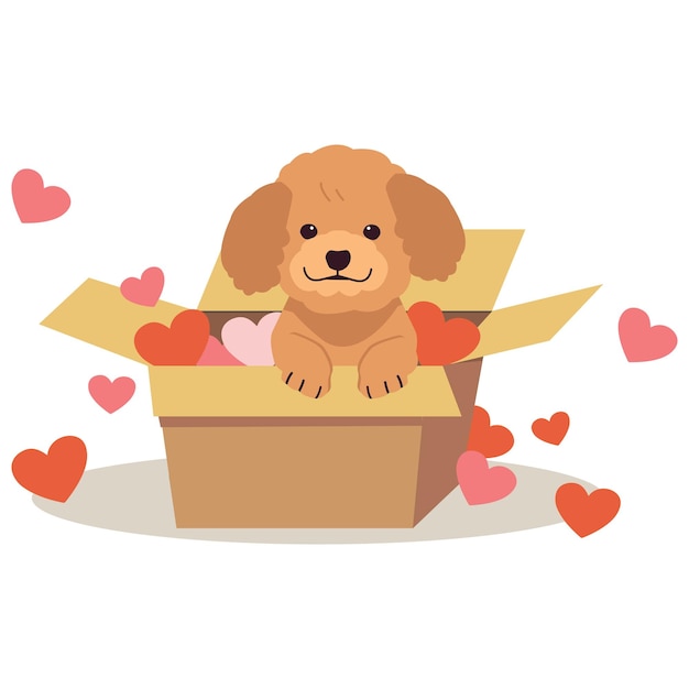 A character of cute poodle with box and heart in flat vector style illustration about pet and anima