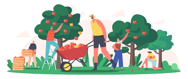 Vector characters harvesting apples in garden or orchard, gardeners collecting fruit crop, ecological healthy farm production. seasonal work, agriculture, autumn harvest. cartoon people vector illustration