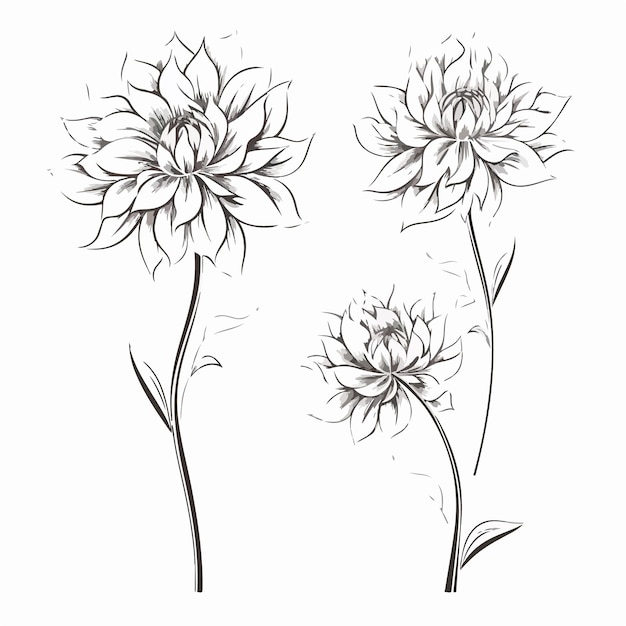 Charmante vectorillustratie van een dahlia bloesem