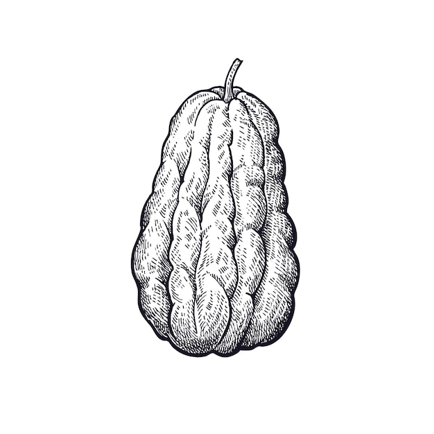 Chayote Black and White Vector Illustration of Vegetables