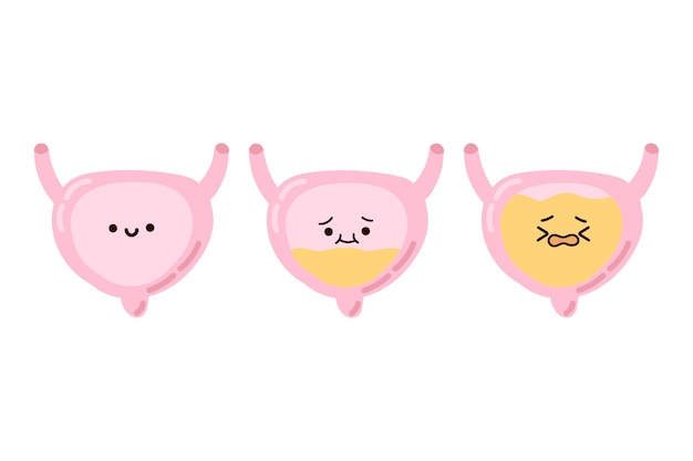 Cheerful empty bladder and sad full bladder. Cute kawaii human organs on a white background.