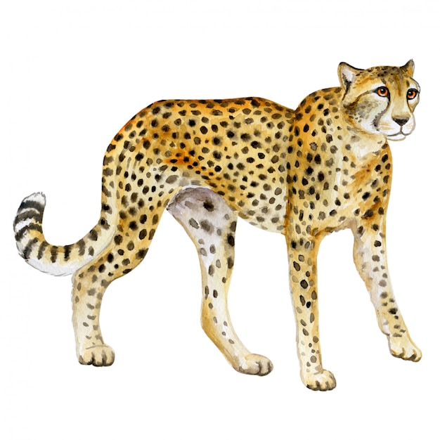 Vector cheetah. aquarel wilde kat