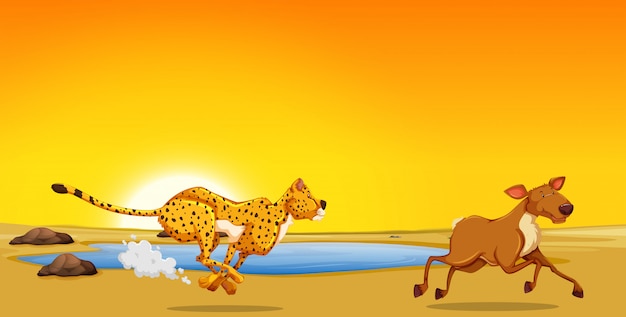 A cheetah hunting deer