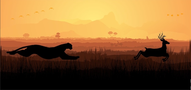 cheetah hunting deer
