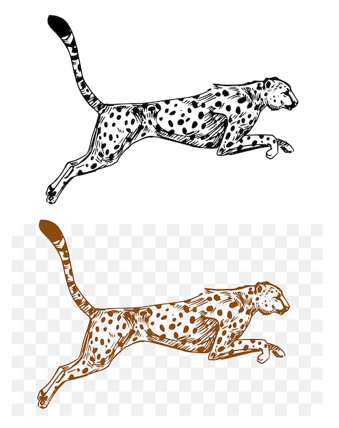 Vettore ghepardo leopardo giaguaro gatto predatore schizzo nero su sfondo trasparente illustrazione vettoriale disegnata a mano