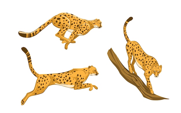 Vector cheetah luipaard jaguar roofzuchtige kat hand getrokken vectorillustratie