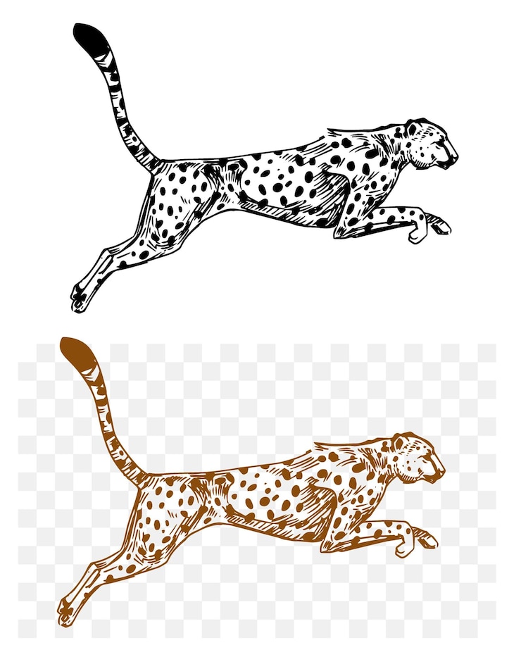 Vector cheetah luipaard jaguar roofzuchtige kat zwarte schets op transparante achtergrond hand getrokken vectorillustratie