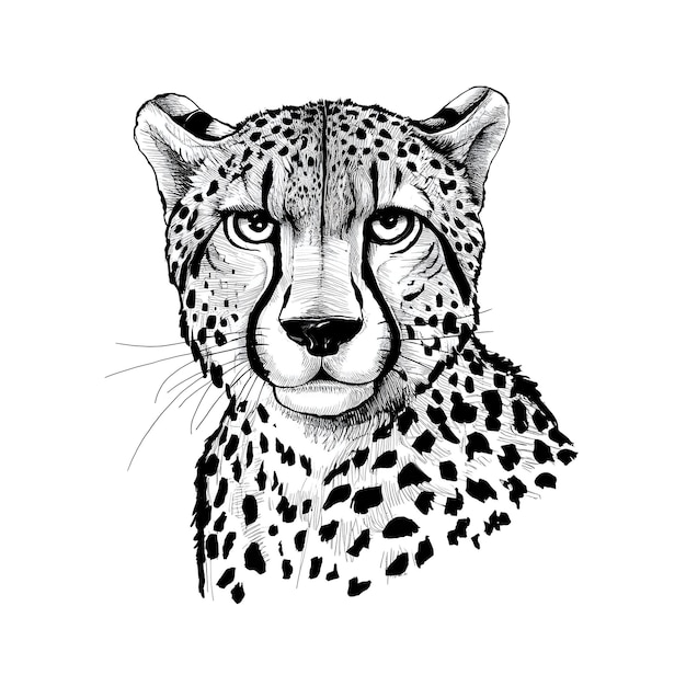 Cheetah monochrome ink sketch vector drawing engraving style illustration