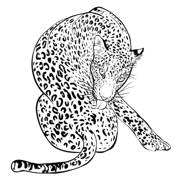 Cheetah vector black and white line drawing