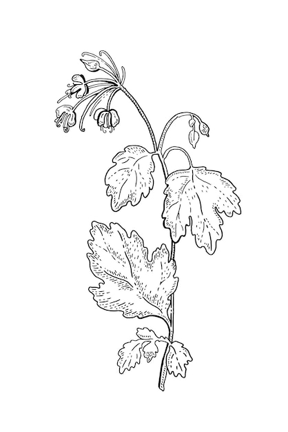 Chelidonium векторное растение цветок Медицинское травяное винтажное растение Эскиз рисунка лечебных трав с листьями и цветами Чистотел майус изолированный ручной рисунок ботанического искусства Природа органическая ретро иллюстрация