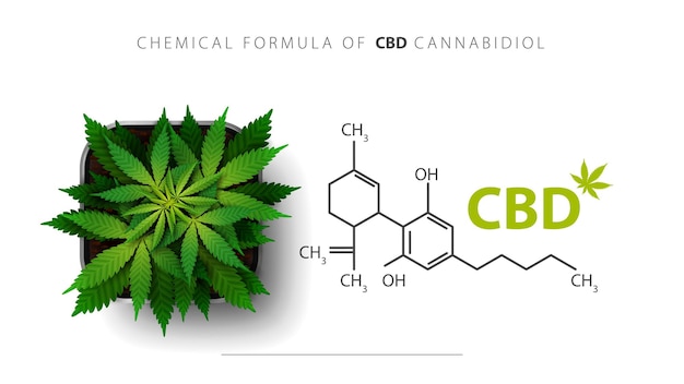 химическая формула каннабидиола CBD и растение каннабис растет в квадратном горшке, вид сверху.