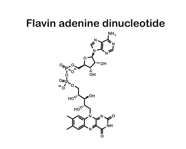 Vettore formula chimica flavina adenina dinucleotide.