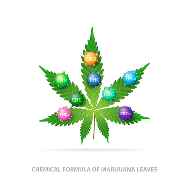 마리화나 잎의 화학식. 대마초의 화학 공식의 3d 분자와 대마초의 녹색 잎