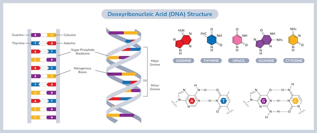 Complex Dna Structure Vectors & Illustrations for Free Download