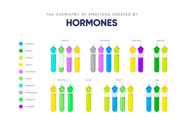 The chemistry of emotions created by hormones vector illustration
