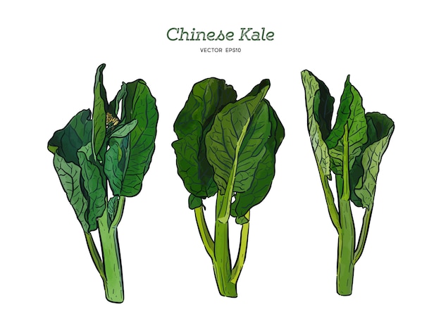 Chenese Kale 또는 중국 브로콜리, 채소. 손으로 스케치 벡터를 그립니다.