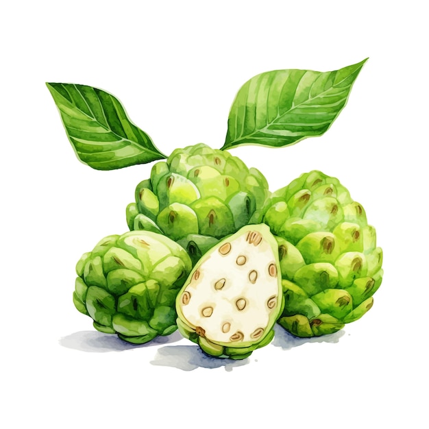 Vector cherimoya aquarel clipart witte achtergrond